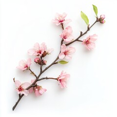 Delicate Peach Blossom Branch on White Background for Food or Cosmetic Design Generative AI