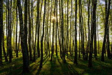 Fototapeta premium Sunset or sunrise in a spring birch forest with bright young foliage glowing in the rays of the sun and shadows.