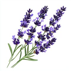 Obraz premium Fresh Lavender Branch on White Background for Cosmetic or Food Design Generative AI