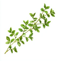 Fresh Lemon Thyme Branch on White Background for Food or Cosmetic Design Generative AI