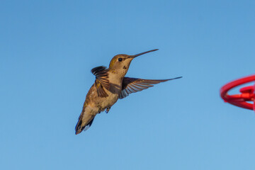Female Black Chinned Hummingbird