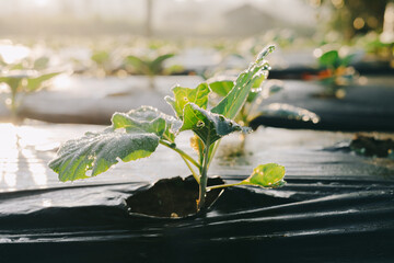 A small plant growing in a greenhouse or farm field covered in frost exposed by sunlight