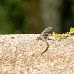 Lézard
