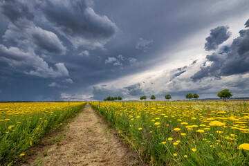 gelbes Blumenfeld unter dunklen Wolken