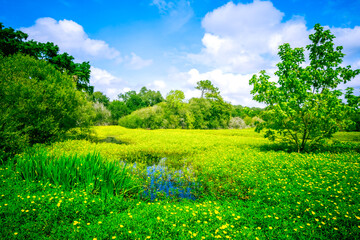 Marais fleuri, Tarnos