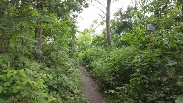 Painful walking on a tiny path among stinging nettles and prickly blackberry shrubs. Fresh and green beach forest jungle along the Baltic Sea on a cloudy afternoon. Everyday adventures and challenges.