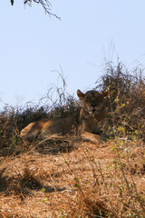 lion on the ground