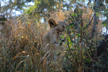 lion in serengeti national park