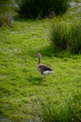 Wild goose in the grass