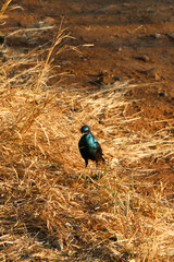bird on the ground