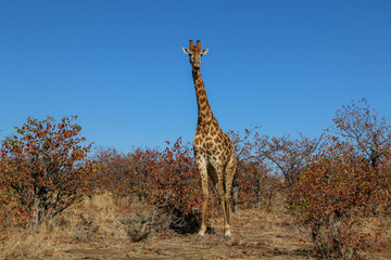 giraffe in the serengeti national park