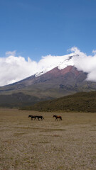 Wild Horses in front of Cotopaxi Volcano.