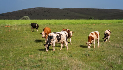 Cows grazing in a lush green meadow against a background of rolling hills and clear blue sky. Capturing the serenity of rural life.