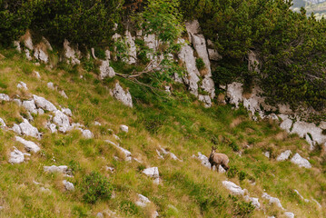 Mountain Goat Grazing on Stony Ground in Mountains