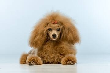 Brown poodle on a uniform background