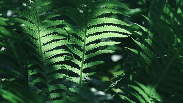lush green fern in forest sunshine