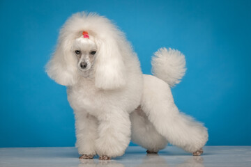 White poodle on a uniform background