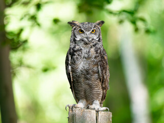  owl Bubo virginianus on a blurred background