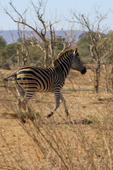 Fototapeta premium zebra in the savannah