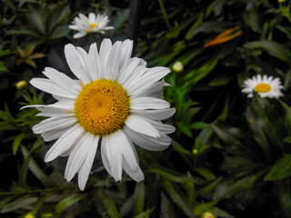 Fototapeta premium Blooming chamomile with white leaves. Leaves and bushes and flowers on a blurred background