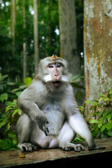 portrait of a macaque monkey in Bali