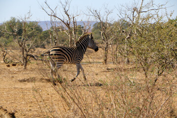 Naklejka premium zebra in the savannah