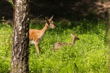 A deer and fawns in a forest in a park on a summer day