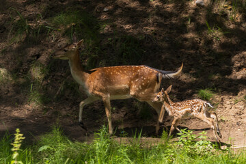 A deer and fawns in a forest in a park on a summer day