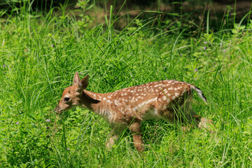 A deer and fawns in a forest in a park on a summer day