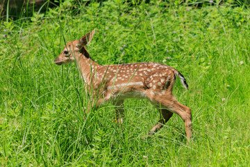 A deer and fawns in a forest in a park on a summer day