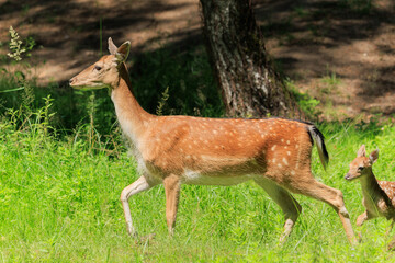 A deer and fawns in a forest in a park on a summer day