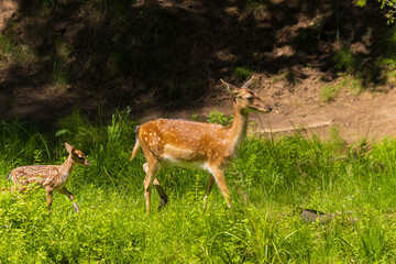 A deer and fawns in a forest in a park on a summer day