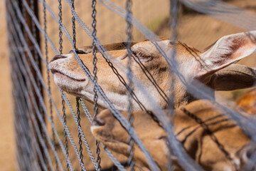 A deer and fawns in an enclosure in a zoo-landscape park on a summer day