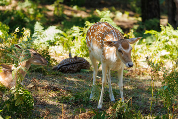 A deer and fawns in a forest in a park on a summer day