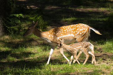 A deer and fawns in a forest in a park on a summer day