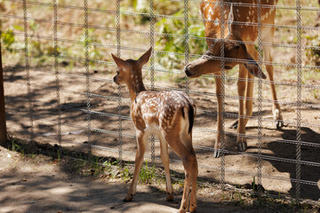 A deer and fawns in an enclosure in a zoo-landscape park on a summer day