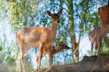 A deer and fawns in a forest in a park on a summer day