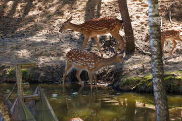 A deer and fawns in a forest in a park on a summer day
