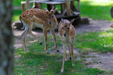 A deer and fawns in a forest in a park on a summer day