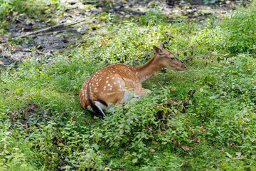 A deer and fawns in an enclosure in a zoo-landscape park on a summer day