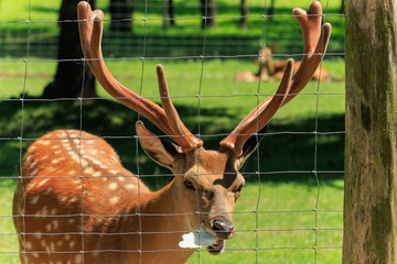 A deer and fawns in an enclosure in a zoo-landscape park on a summer day