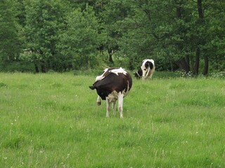 Bulls, cows and calves in a zoo and landscape park on a summer day