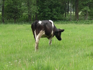 Bulls, cows and calves in a zoo and landscape park on a summer day