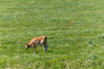 Bulls, cows and calves in a zoo and landscape park on a summer day
