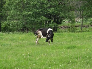 Bulls, cows and calves in a zoo and landscape park on a summer day