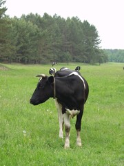 Bulls, cows and calves in a zoo and landscape park on a summer day