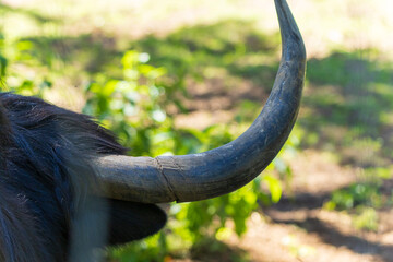 Yak bull bison, in a zoo and landscape park on a summer day