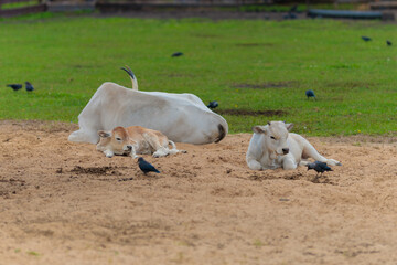 Bulls, cows and calves, a Hungarian cow, in a zoo-landscape park on a summer day