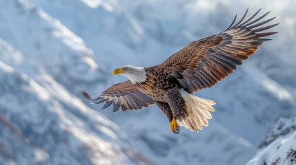 Obraz premium Bald Eagle Soaring Above Snow-Capped Mountains in Bright Winter Sunlight