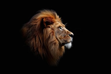 Obraz premium Portrait of a beautiful lion on a black background